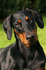 Doberman Pinscher Portrait