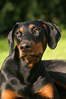 Doberman Pinscher Portrait