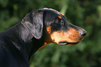 Doberman Pinscher Portrait