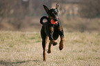 playing Doberman Pinscher