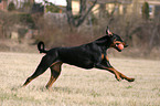 playing Doberman Pinscher