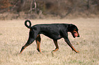 playing Doberman Pinscher