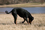 digging Doberman Pinscher