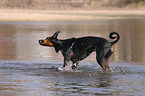 shaking Doberman Pinscher