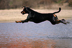 jumping Doberman Pinscher