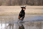 Doberman Pinscher