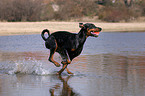 running Doberman Pinscher