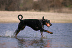 playing Doberman Pinscher