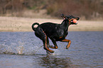 playing Doberman Pinscher