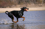 playing Doberman Pinscher