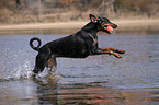 playing Doberman Pinscher