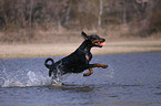 playing Doberman Pinscher