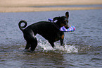 playing Doberman Pinscher