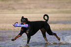 playing Doberman Pinscher