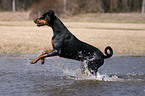 running Doberman Pinscher