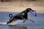 playing Doberman Pinscher