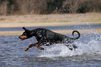 running Doberman Pinscher