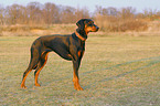 standing Doberman Pinscher