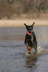 running Doberman Pinscher