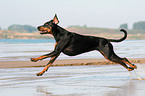 running Doberman Pinscher