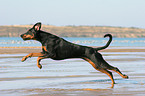 running Doberman Pinscher