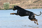 jumping Doberman Pinscher