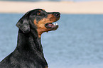 Doberman Pinscher