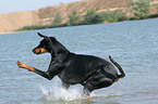 jumping Doberman Pinscher