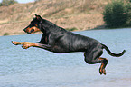 jumping Doberman Pinscher