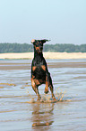 running Doberman Pinscher