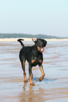 running Doberman Pinscher