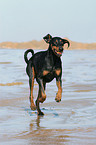 running Doberman Pinscher