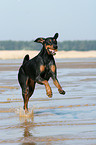 running Doberman Pinscher