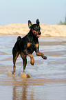 running Doberman Pinscher