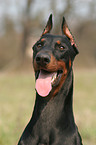 Doberman Pinscher Portrait