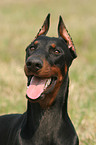 Doberman Pinscher Portrait