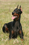 lying Doberman Pinscher