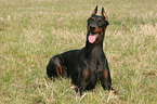 lying Doberman Pinscher