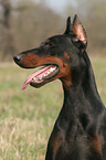 Doberman Pinscher Portrait