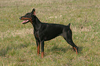 standing Doberman Pinscher