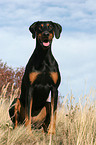 sitting Doberman Pinscher