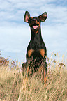 sitting Doberman Pinscher