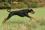 running Doberman Pinscher