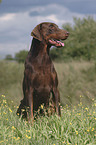 Doberman Pinscher