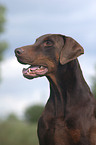 Doberman Pinscher