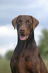 Doberman Pinscher