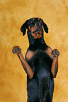 begging Doberman Pinscher