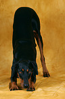 Doberman takes a bow