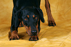 Doberman takes a bow