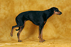 Doberman Pinscher